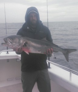 41"/19 lb. Super Bluefish       